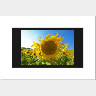 Colby Farms Sunflower Field Newbury MA Ball of Fire Posters and Art